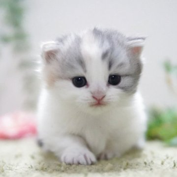 ミヌエット(短足)【神奈川県・女の子・2025年10月13日・ダイリュートキャリコ（ミディアム）】の写真「モフモフ可憐なパステル三毛ちゃん💛」