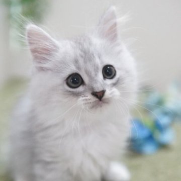 ミヌエット(長足)【神奈川県・男の子・2025年9月22日・シルバータビー（ミディアム）】の写真「ふわふわ💛のんびり君」