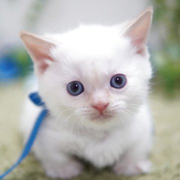 ミヌエット(短足)【神奈川県・男の子・2025年11月5日・クリームポイント】の写真「まんまる💖TV出演予定」