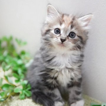 ミヌエット(長足)【神奈川県・女の子・2025年9月22日・キャリコ（ミディアム）】の写真「もふもふ💛キュート」