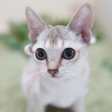 シンガプーラ【神奈川県・女の子・2025年6月13日・セピアアグーティ】の写真「超絶美猫♥️小柄でキュート💛」