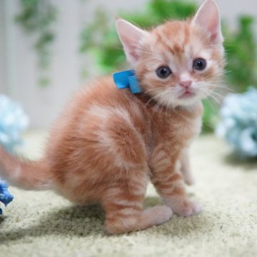 アメリカンショートヘア【神奈川県・男の子・2025年3月7日・レッドタビー】の写真「小柄なおっとりくん💛甘えん坊」
