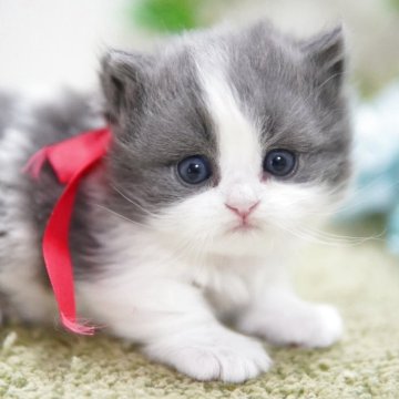 ミヌエット(短足)【神奈川県・男の子・2025年11月15日・ブルー&ホワイト（ミディアム）】の写真「極短♥️モフモフ♥️TV出演予定」