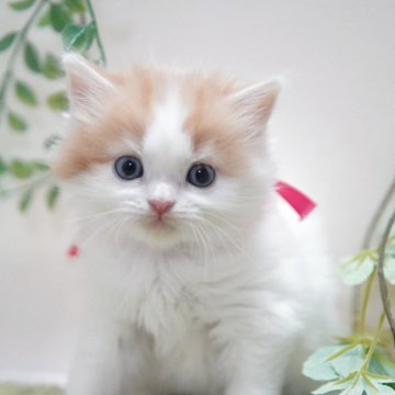 ミヌエット(長足)【神奈川県・女の子・2025年11月5日・レッド&ホワイト】の写真「ふわふわ💖TV出演予定」