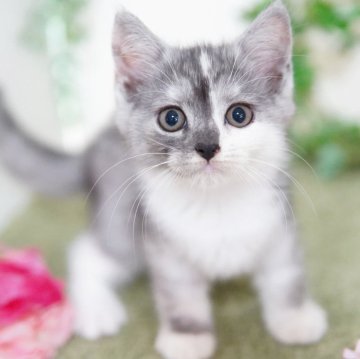 マンチカン(長足)【神奈川県・女の子・2025年5月21日・シルバータビー&ホワイト】の写真「モフモフ💖美猫ちゃん」