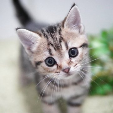 アメリカンショートヘア【神奈川県・男の子・2025年11月22日・ブラウンタビー】の写真「コロコロベビーフェイス」