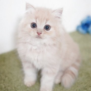 ミヌエット(長足)【神奈川県・男の子・2025年8月23日・クリームタビー（ミディアム）】の写真「ふわふわ💛まんまる」