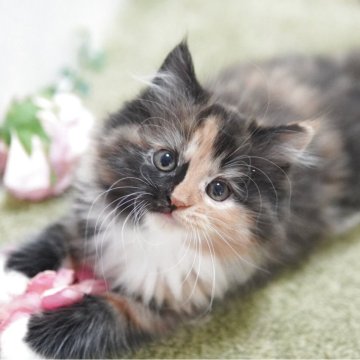 ミヌエット(長足)【神奈川県・女の子・2025年9月22日・キャリコ（ミディアム）】の写真「もふもふ💛ゴージャス」