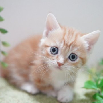 マンチカン(短足)【神奈川県・女の子・2025年9月30日・レッドタビー&ホワイト】の写真「まんまるキュート💛」