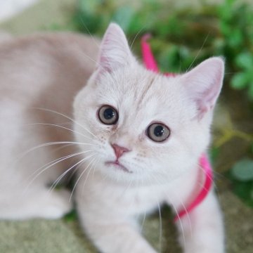 マンチカン(長足)【神奈川県・女の子・2025年7月14日・クリーム】の写真「おっとりとした優しいお顔の女の子♪」