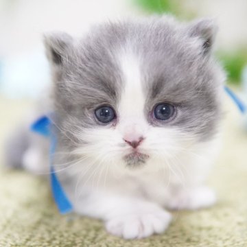 ミヌエット(短足)【神奈川県・男の子・2025年11月15日・ブルー&ホワイト（ミディアム）】の写真「極短♥️モフモフ♥️TV出演予定」