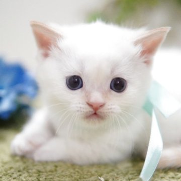 ミヌエット(短足)【神奈川県・男の子・2025年11月5日・クリームポイント】の写真「まんまる💖TV出演予定」