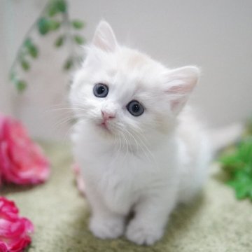 マンチカン(短足)【神奈川県・女の子・2025年9月30日・レッドタビー&ホワイト（ミディアム）】の写真「むっちりキュート💛」