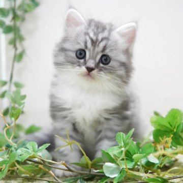 ミヌエット(長足)【神奈川県・男の子・2025年10月7日・シルバータビー&ホワイト（ミディアム）】の写真「もふもふ💛綺麗な毛色のハンサム君」