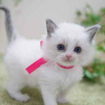 ラグドール【神奈川県・女の子・2024年12月24日・ブルーポイントバイカラー】の写真「大きな瞳の美猫ちゃん💛」