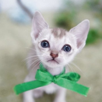 シンガプーラ【神奈川県・男の子・2025年11月2日・セピアアグーティ】の写真「明るく可愛いカマッテちゃん💛」