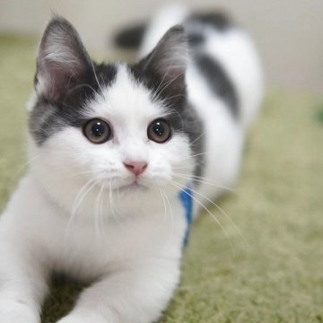 マンチカン(短足)【神奈川県・男の子・2025年8月1日・ブラック&ホワイト】の写真「小柄で優しい男の子💛」