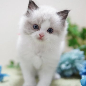 ラグドール【神奈川県・男の子・2025年4月25日・シールポイントバイカラー】の写真「もふもふベビーフェイス💛」