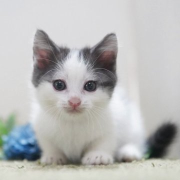 マンチカン(短足)【神奈川県・男の子・2025年8月1日・ブラック&ホワイト】の写真「小柄で優しい男の子💛」