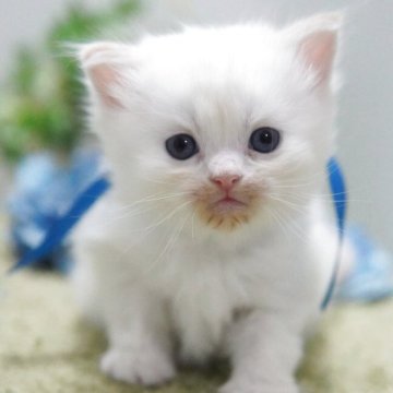 ミヌエット(長足)【神奈川県・男の子・2025年11月20日・クリームポイント（ミディアム）】の写真「ゆるふわまん丸💛ブルーアイ」