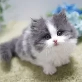 ミヌエット(短足)