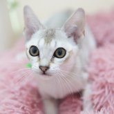 シンガプーラ