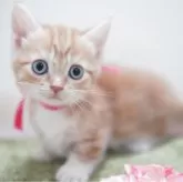 マンチカン(短足)