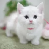 マンチカン(短足)