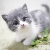 ミヌエット(短足)