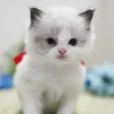 ラグドール