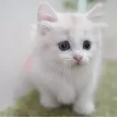 マンチカン(短足)