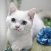 マンチカン(長足)