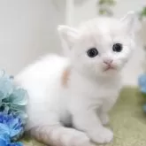 マンチカン(短足)