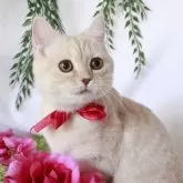 マンチカン(長足)【神奈川県・女の子・2025年7月14日・クリーム】の写真1