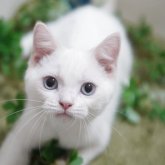 マンチカン(長足)