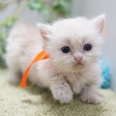 ミヌエット(短足)