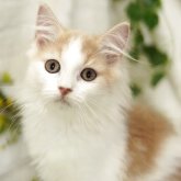 ミヌエット