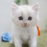 ミヌエット