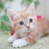 マンチカン(短足)