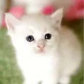 マンチカン(短足)