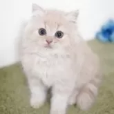 ミヌエット(長足)