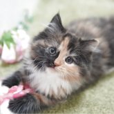 ミヌエット(長足)