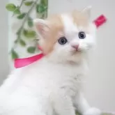 ミヌエット(長足)