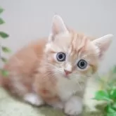 マンチカン(短足)