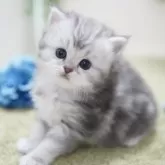 ミヌエット(長足)【神奈川県・男の子・2025年1月4日・シルバータビー】の写真1