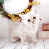 マンチカン(長足)