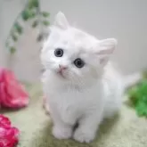 マンチカン(短足)