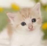 マンチカン(短足)