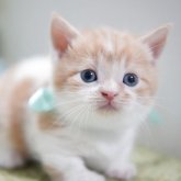 ミヌエット(短足)