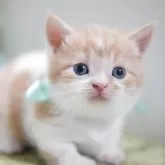 ミヌエット(短足)